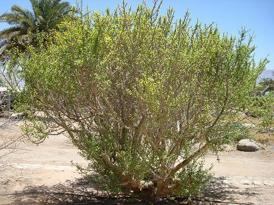 Commiphora gileadensis-opobalsamum bosem balm bush